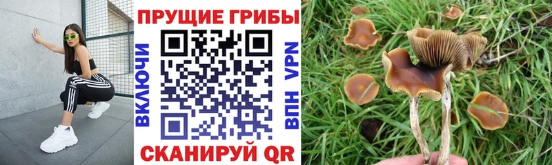 Псилоцибиновые грибы Cubensis  Анжеро-Судженск 